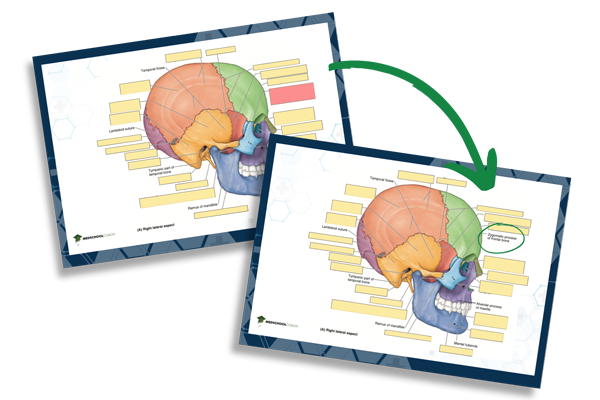 Anatomy Anki deck label cards Anatomy Anki deck label cards