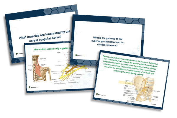 Anatomy Anki Deck Cards