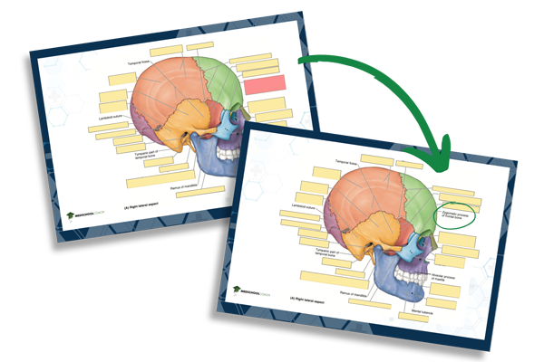 Anatomy Anki deck label cards